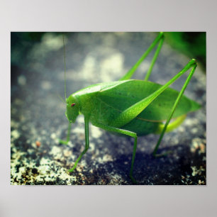 Katydid Grasshopper Insekt Nah hoch Poster