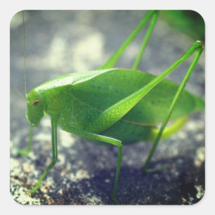 Katydid Grasshopper Nature Quadratischer Aufkleber