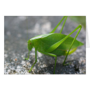 Katydid Heuschrecken-Natur-Fotografie-Karte