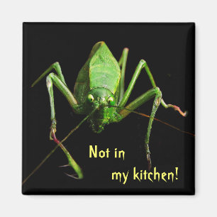 Katydid in der Küche Magnet