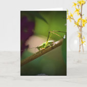 Katydid, Karte (Gelbe Blume)