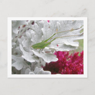 Katydid on Dusty Miller Postcard Postkarte