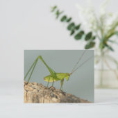 Katydid Postcard. Postkarte (Stehend Vorderseite)