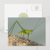 Katydid Postcard. Postkarte (Vorne/Hinten)