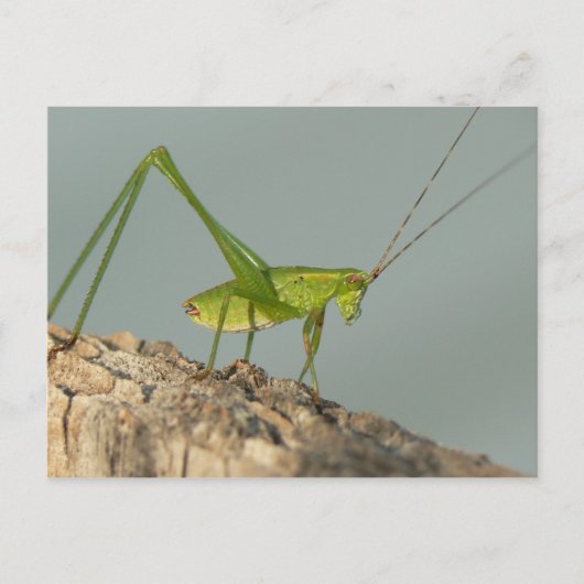 Katydid Postcard. Postkarte (Vorderseite)