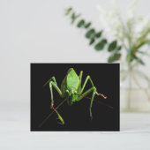 Katydid Postkarte (Stehend Vorderseite)