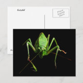 Katydid Postkarte (Vorne/Hinten)
