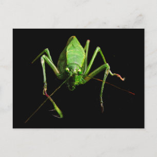 Katydid Postkarte