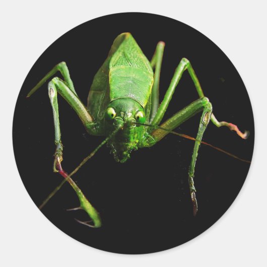 Katydid Runder Aufkleber (Vorderseite)