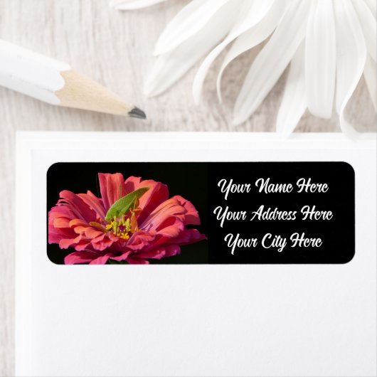 Katydid über Zinnia (Insitu)