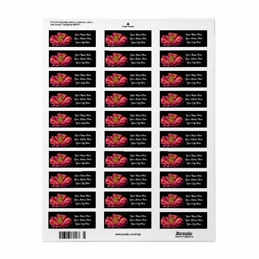 Katydid über Zinnia (Vorne)