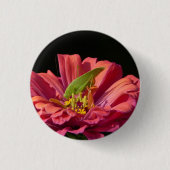 Katydid über Zinnia Button (Vorderseite)