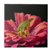 Katydid über Zinnia Fliese (Vorderseite)