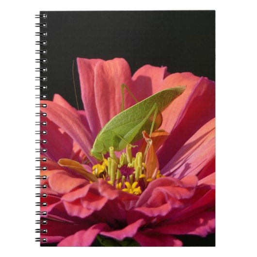 Katydid über Zinnia Notizblock (Vorderseite)
