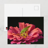 Katydid über Zinnia Postkarte (Vorne/Hinten)