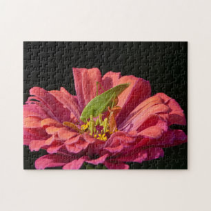 Katydid über Zinnia Puzzle