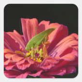 Katydid über Zinnia Quadratischer Aufkleber (Vorderseite)