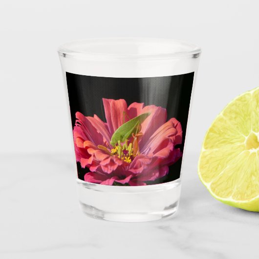Katydid über Zinnia Schnapsglas (Vorderseite)