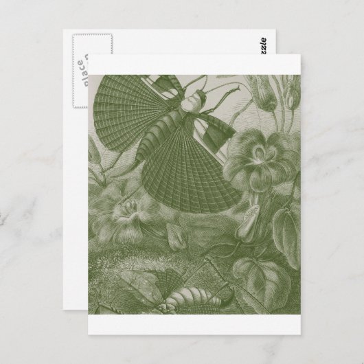 Katydids Postkarte (Vorne/Hinten)