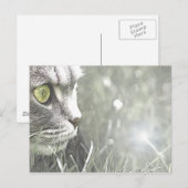 Katz Postkarte (Vorne/Hinten)