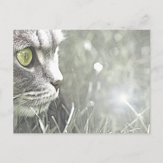 Katz Postkarte (Vorderseite)