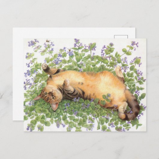 KATZBILDUNG POSTKARTE (Vorne/Hinten)