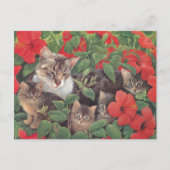 KATZBILDUNG POSTKARTE (Vorderseite)