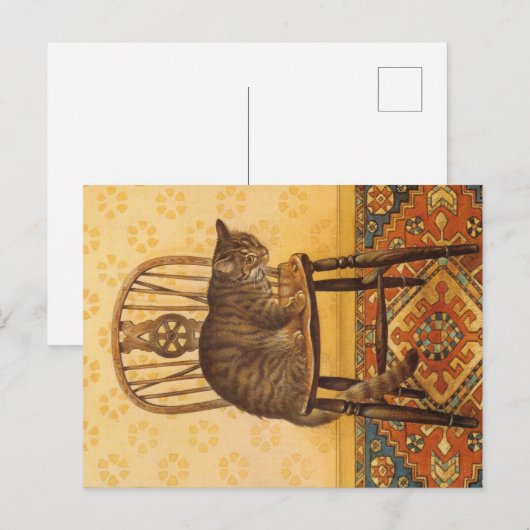 KATZBILDUNG  POSTKARTE (Vorne/Hinten)