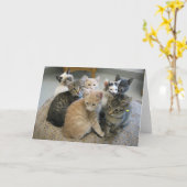 Kätzchen 048 karte (Gelbe Blume)