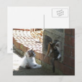 Kätzchen 050 Postkarte (Vorne/Hinten)