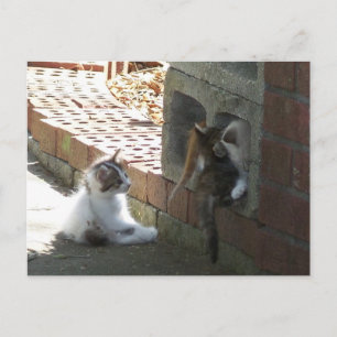Kätzchen 050 Postkarte