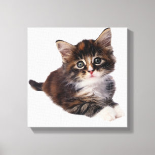 Kätzchen 3 leinwanddruck