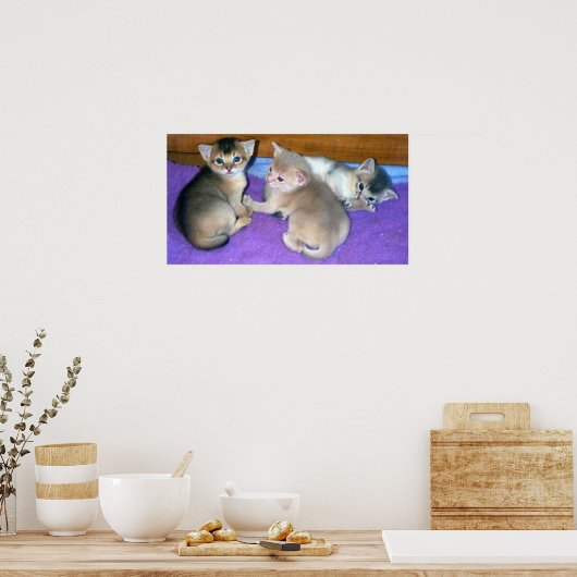 Kätzchen 3 Wochen alt Abessinier Poster (Küche)