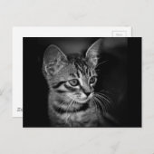 Kätzchen-405331 SCHWARZ-WEISSE Schwarz-weiße Katze Postkarte (Vorne/Hinten)