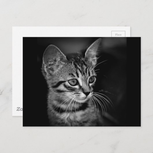 Kätzchen-405331 SCHWARZ-WEISSE Schwarz-weiße Katze Postkarte (Vorne/Hinten)