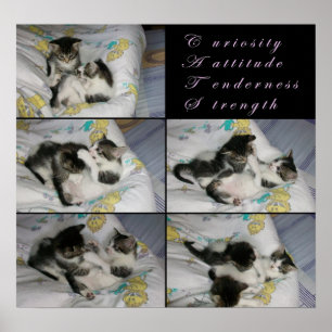 Kätzchen am Spiel Poster