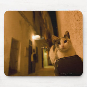Kätzchen an der Dämmerung, Marokko Mousepad