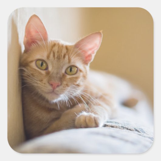 Kätzchen auf der Couch Quadratischer Aufkleber (Vorderseite)