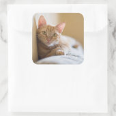 Kätzchen auf der Couch Quadratischer Aufkleber (Tasche)