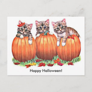 Kätzchen auf Kürbis zu Halloween Postkarte