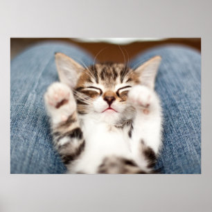 Kätzchen auf meinem Schreibtisch Poster