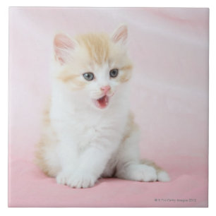 Kätzchen auf rosa Hintergrund Fliese