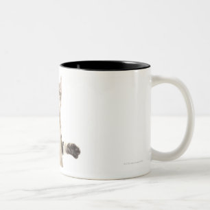 Kätzchen auf weißem Hintergrund Zweifarbige Tasse