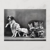 Kätzchen bei der Beförderung Postkarte (Vorderseite)