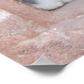 Kätzchen Blick aus Fenster Poster (Ecke)