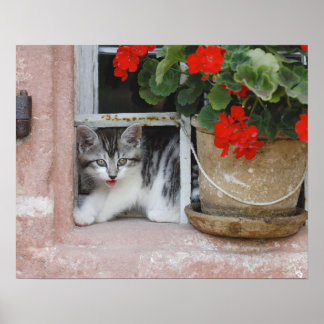 Kätzchen Blick aus Fenster Poster