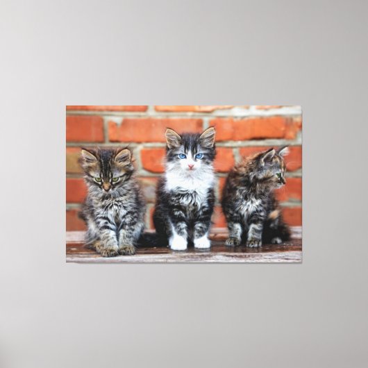 Kätzchen Canvas Print Picture 16 Leinwanddruck (Vorderseite)