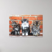 Kätzchen Canvas Print Picture 4 Leinwanddruck (Vorderseite)