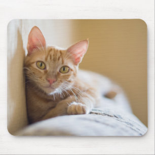 Kätzchen, das auf der Couch liegt Mousepad