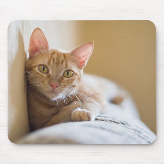Kätzchen, das auf der Couch liegt Mousepad (Vorne)